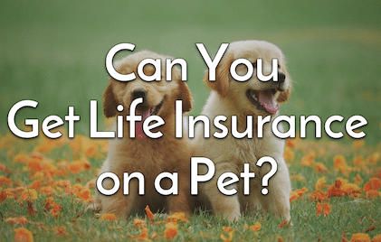 Can You Get Life Insurance on a Pet?