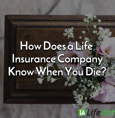 How Does a Life Insurance Company Know When You Die? - Life Ant